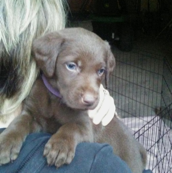 Bella is our newest addition to our family🥰 - Picture 8 of 8